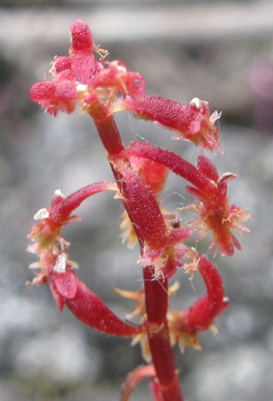 Rumex bucephalophorus / Romice capo di bue